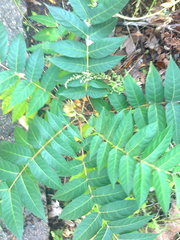 Ailanthus altissima