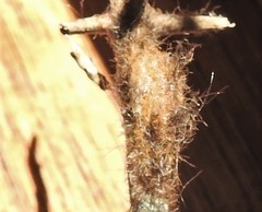 Tumicla sagenaria