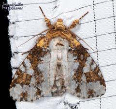 Disphragis tharis