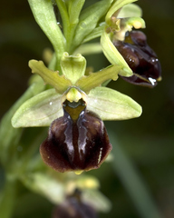Ophrys mammosa