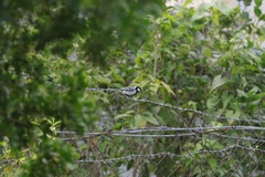 Parus minor commixtus