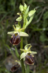 Ophrys mammosa