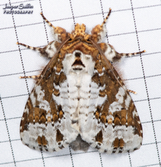 Disphragis tharis