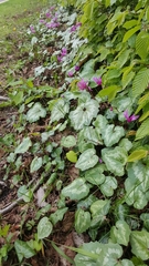 Cyclamen repandum