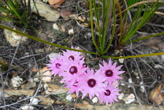 Syncarpha canescens canescens