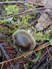 Mycena quiniaultensis