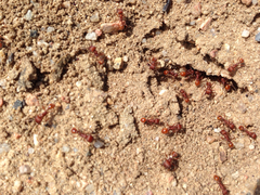 Pogonomyrmex occidentalis