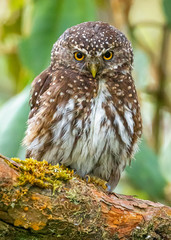 Glaucidium jardinii