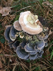 Trametes versicolor