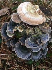 Trametes versicolor