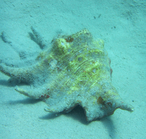 Common Spider Conch