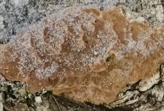 Phellinus laevigatus