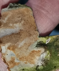 Phellinus laevigatus