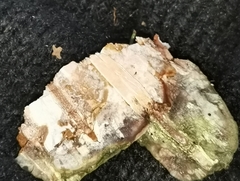 Phellinus laevigatus