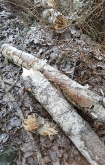 Phellinus laevigatus