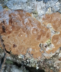 Phellinus laevigatus
