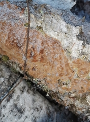 Phellinus laevigatus