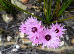 Syncarpha canescens canescens