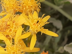 Pseudogynoxys cordifolia