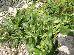 Cirsium monspessulanum