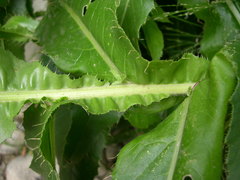 Cirsium monspessulanum