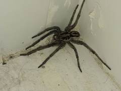 Lycosa erythrognatha