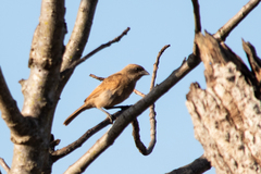 Agelaioides fringillarius