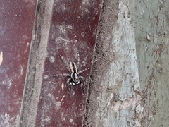 Menemerus bivittatus