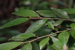 Trichocladus ellipticus