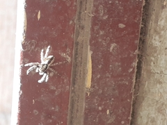 Menemerus bivittatus