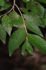 Trichocladus ellipticus