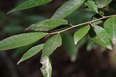 Trichocladus ellipticus