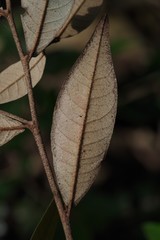 Trichocladus ellipticus