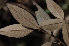 Trichocladus ellipticus