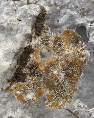 Squamulea galactophylla