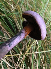 Cortinarius violaceus