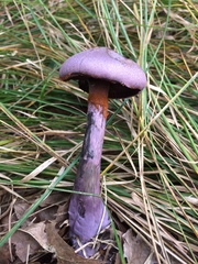 Cortinarius violaceus