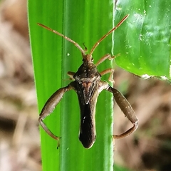 Meropachyini