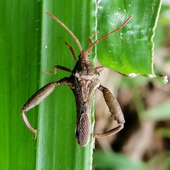Meropachyini