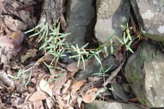 Secamone filiformis