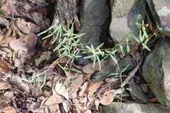 Secamone filiformis