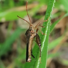 Meropachyini