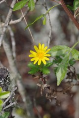 Euryops chrysanthemoides
