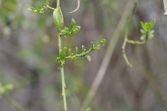 Osyridicarpos schimperianus
