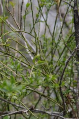 Osyridicarpos schimperianus