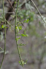Osyridicarpos schimperianus