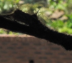 Tumicla sagenaria