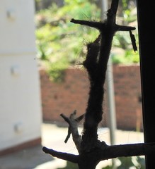 Tumicla sagenaria