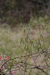 Secamone filiformis