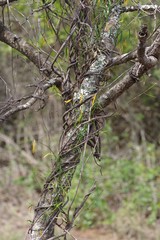 Secamone filiformis